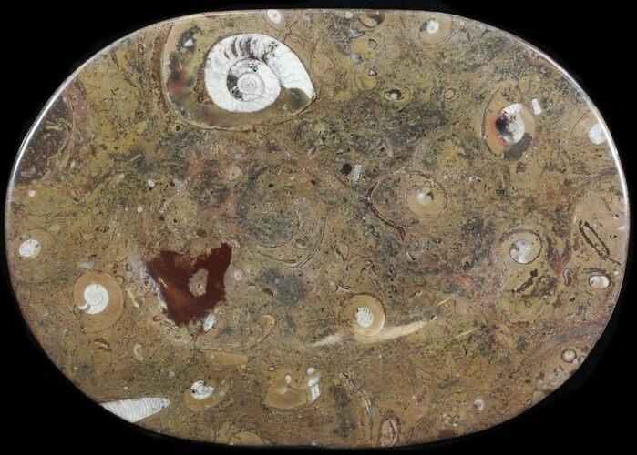 -/ Fossil Orthoceras & Goniatite Plate - Stoneware #40544